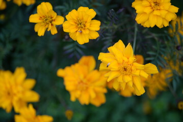 yellow-orange blackberry, marigolds close-up background, on a sunny day, blurred background, flower tagetes close-up on a green background on an autumn sunny day, orange marigold color, red flowers	