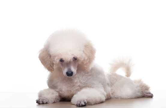 image of dog white background 