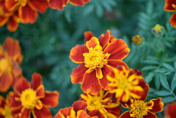 yellow-orange blackberry, marigolds close-up background, on a sunny day, blurred background, flower tagetes close-up on a green background on an autumn sunny day, orange marigold color, red flowers	