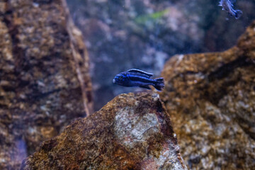 melanochromis cyaneorhabdos maingano