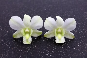 Fototapeta na wymiar White Dendrobium flowers. White orchid flowers in close up.