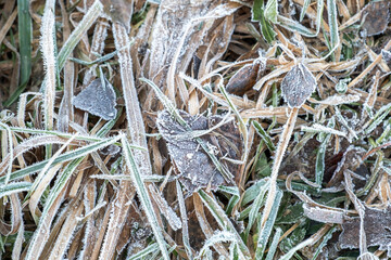 Frosty grass with shiny ice frost in snowy forest park. Plants covered hoarfrost and in snow. Tranquil peacful winter nature. Extreme north low temperature, cool winter weather outdoor
