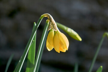 Jonquille jaune .