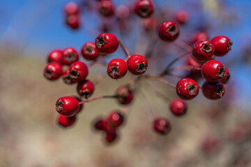 Red hawthorn berries in autumn background, branch with hawthorn fruit. Selective focus.