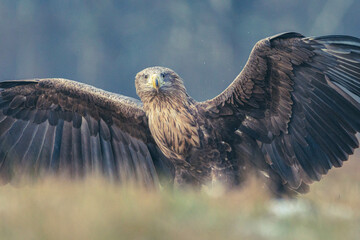 Seeadler Nahaufnahme beim Fressen
