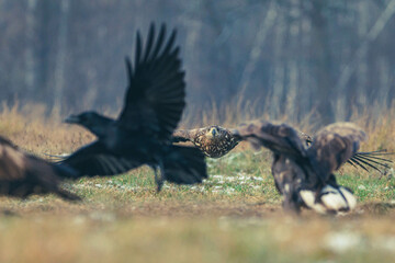 Seeadler Nahaufnahme beim Fressen