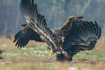 Seeadler Nahaufnahme beim Fressen