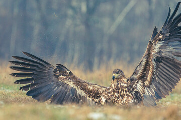 Seeadler Nahaufnahme beim Fressen