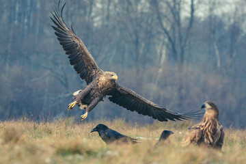 Seeadler Nahaufnahme beim Fressen