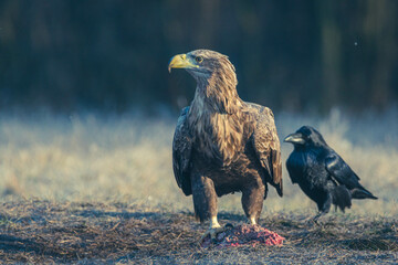 Seeadler Nahaufnahme beim Fressen
