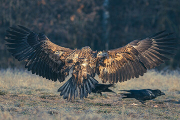 Seeadler Nahaufnahme beim Fressen