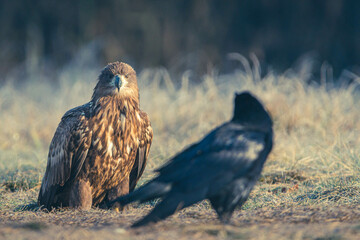 Seeadler Nahaufnahme beim Fressen