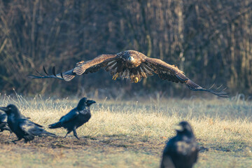 Seeadler Nahaufnahme beim Fressen