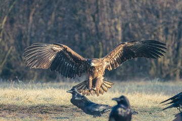 Seeadler Nahaufnahme beim Fressen