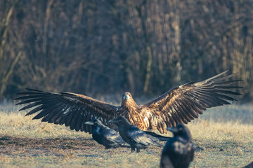 Seeadler Nahaufnahme beim Fressen