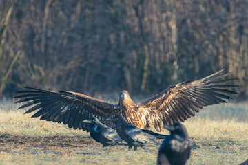 Seeadler Nahaufnahme beim Fressen