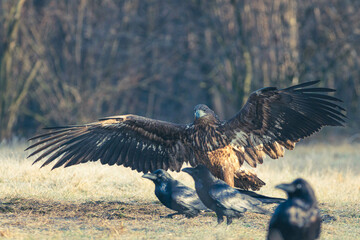 Seeadler Nahaufnahme beim Fressen