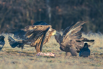 Seeadler Nahaufnahme beim Fressen