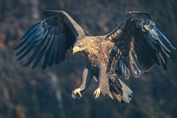 Seeadler Nahaufnahme beim Fressen