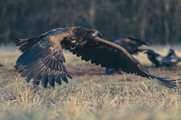 Seeadler Nahaufnahme beim Fressen
