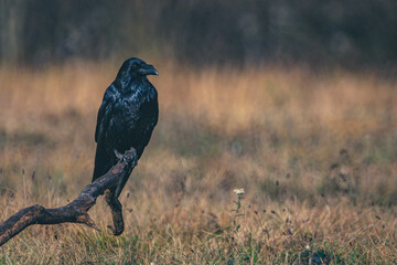 Seeadler Nahaufnahme beim Fressen