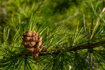 Branch of pine tree with pine cone in the forest. Macro close up