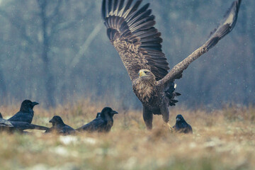 Seeadler Nahaufnahme beim Fressen