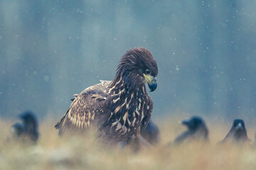 Seeadler Nahaufnahme beim Fressen