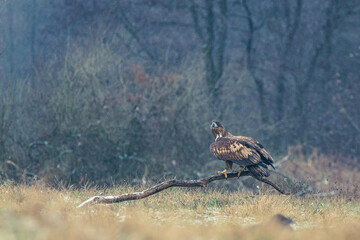 Seeadler Nahaufnahme beim Fressen