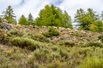 Fototapeta na wymiar Flock of sheep graze on the a pasture in the highlands, in the fall, against the rock and trees background. French sheeps