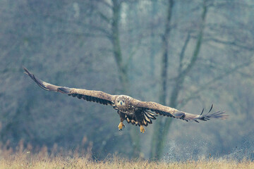 Seeadler Nahaufnahme beim Fressen
