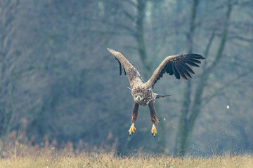 Seeadler Nahaufnahme beim Fressen