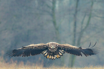 Seeadler Nahaufnahme beim Fressen