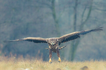 Seeadler Nahaufnahme beim Fressen