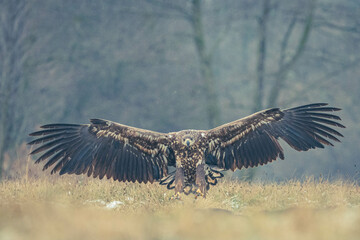 Seeadler Nahaufnahme beim Fressen