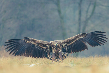 Seeadler Nahaufnahme beim Fressen