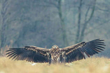 Seeadler Nahaufnahme beim Fressen