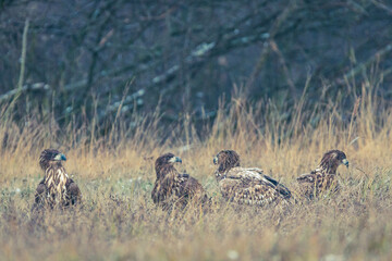 Seeadler Nahaufnahme beim Fressen