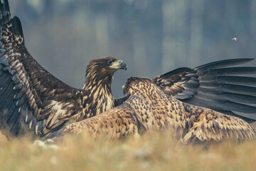 Seeadler Nahaufnahme beim Fressen