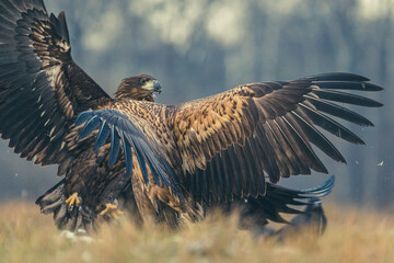 Seeadler Nahaufnahme beim Fressen