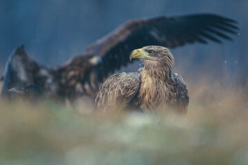 Seeadler Nahaufnahme beim Fressen
