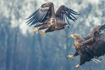 Seeadler Nahaufnahme beim Fressen