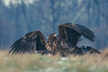 Seeadler Nahaufnahme beim Fressen
