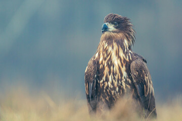 Seeadler Nahaufnahme beim Fressen