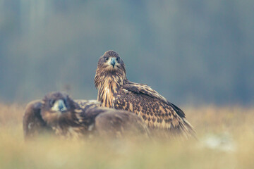 Seeadler Nahaufnahme beim Fressen