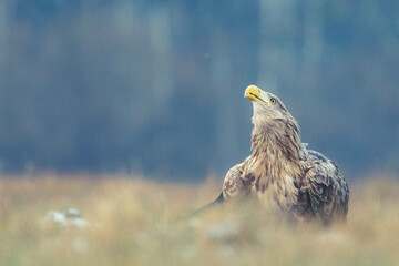 Seeadler Nahaufnahme beim Fressen