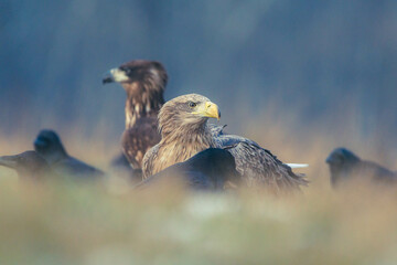 Seeadler Nahaufnahme beim Fressen