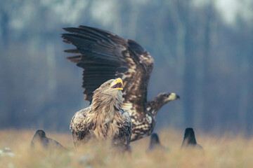 Seeadler Nahaufnahme beim Fressen