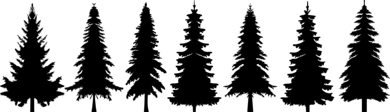 Spruce Silhouette, Fir Tree Set Design Vector Isolated