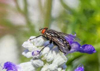 Macro of a fly on a blossom